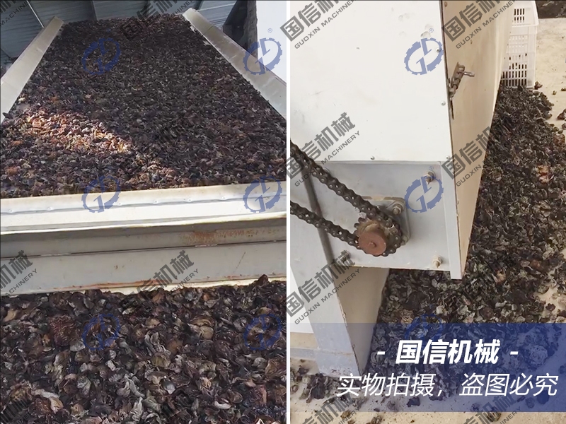 How to dry black fungus quickly and well, large-scale black fungus mushroom drying technology