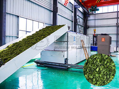 Project: 500kg/h Medicinal Herbs Drying Line for GMP Factory