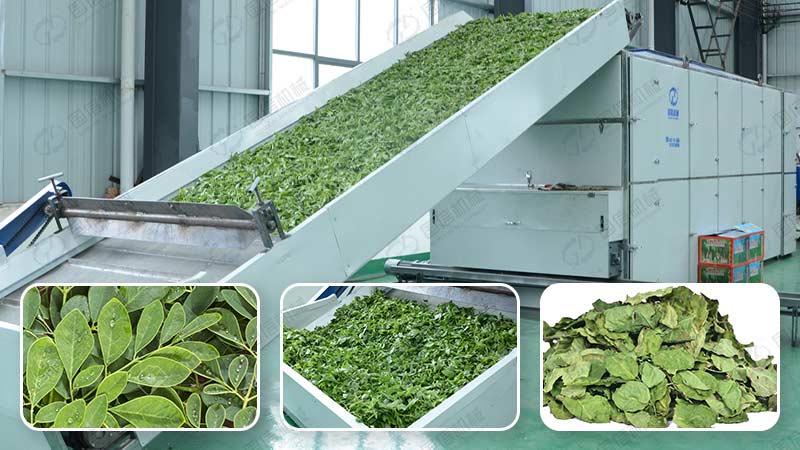 Medicinal Herbs Drying Solution for GMP-Compliant Processing