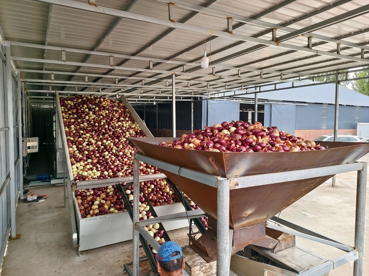 India Onion Drying Plant
