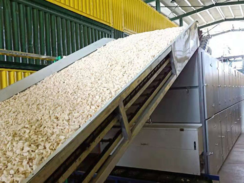 1.5t/h Cassava Chip Drying Line in Papua New Guinea | Guoxin Group