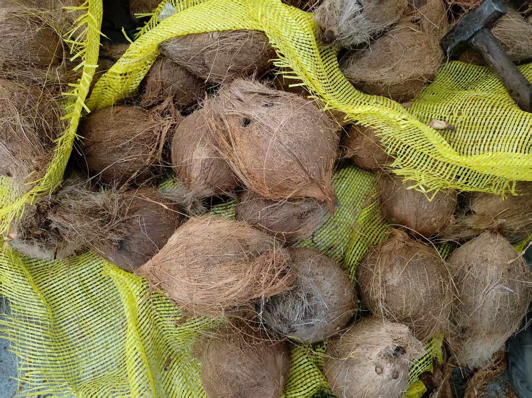 Integrated 15TPD Coconut De-shelling & Continuous Mesh Belt Drying Solution – Indonesia