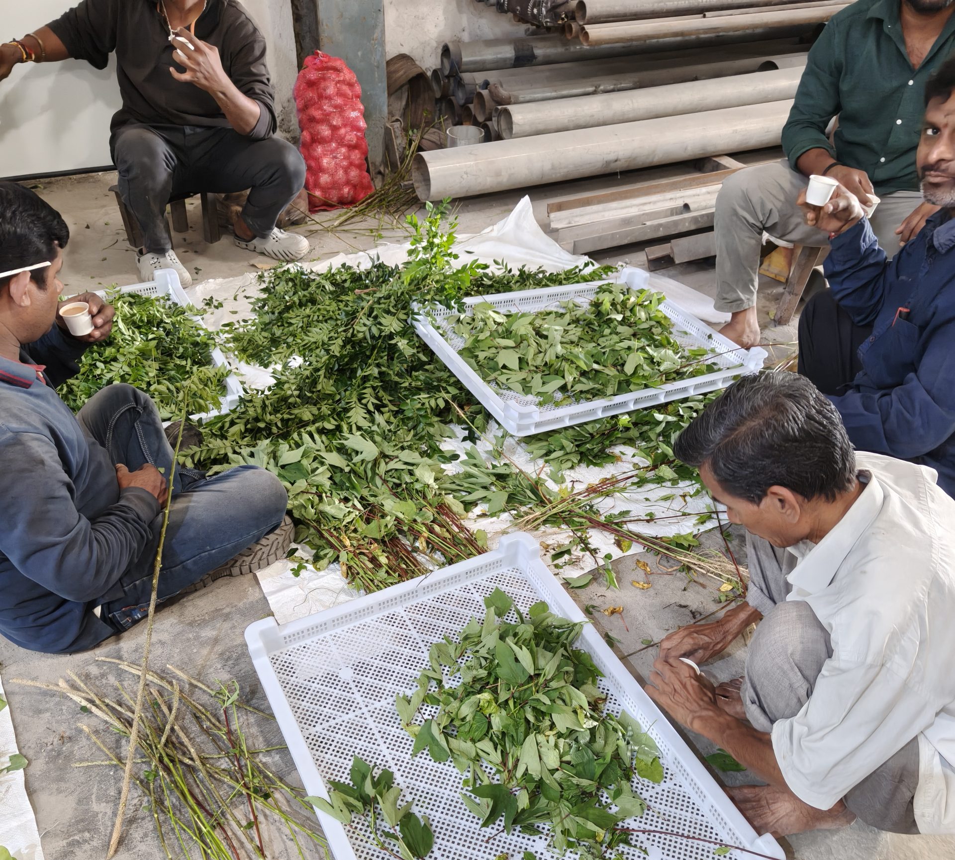 April 2026 Case Study: Multi-Herb Dehydration Project in India