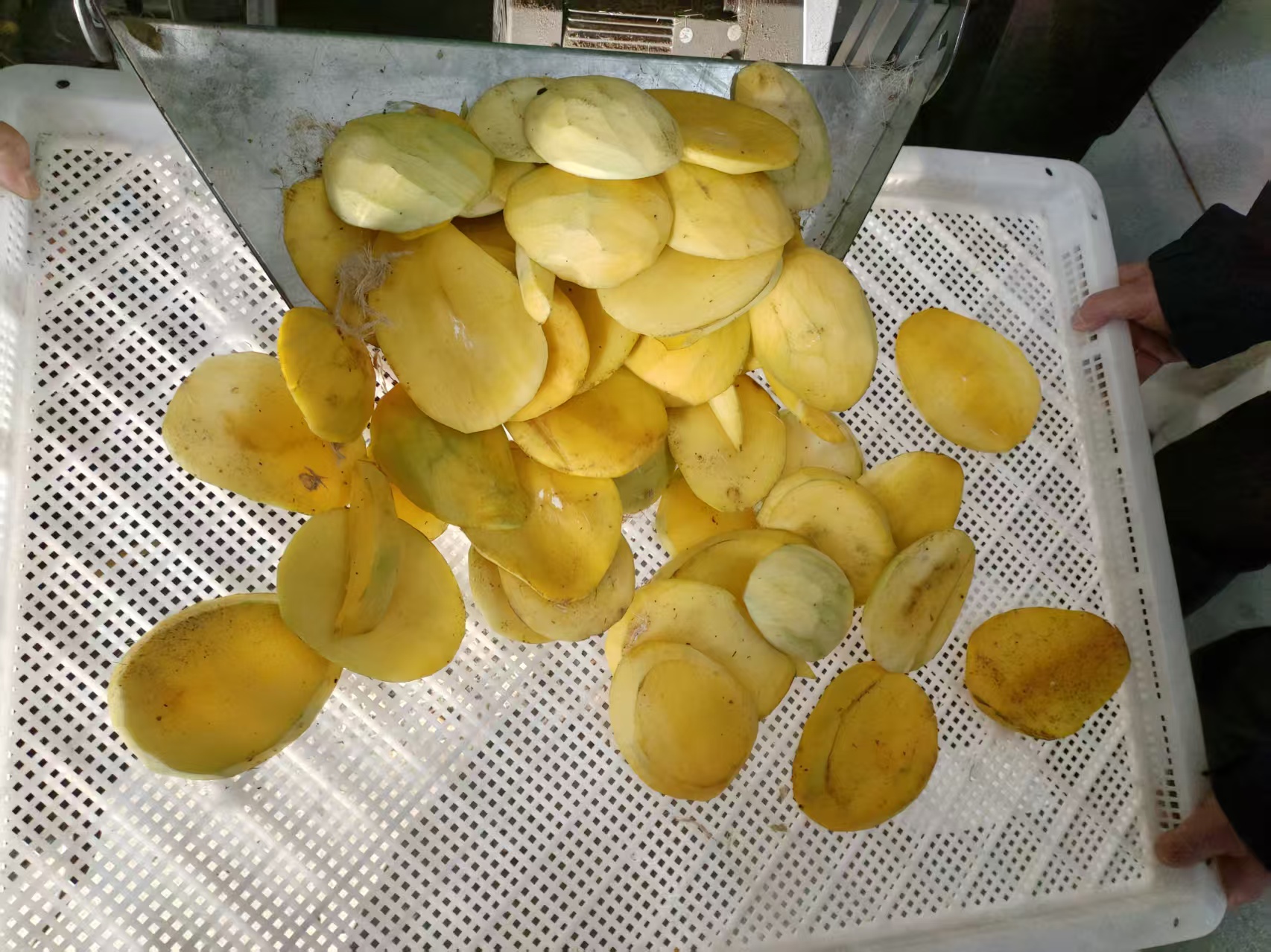 Mango Drying (Mesh Belt Drying