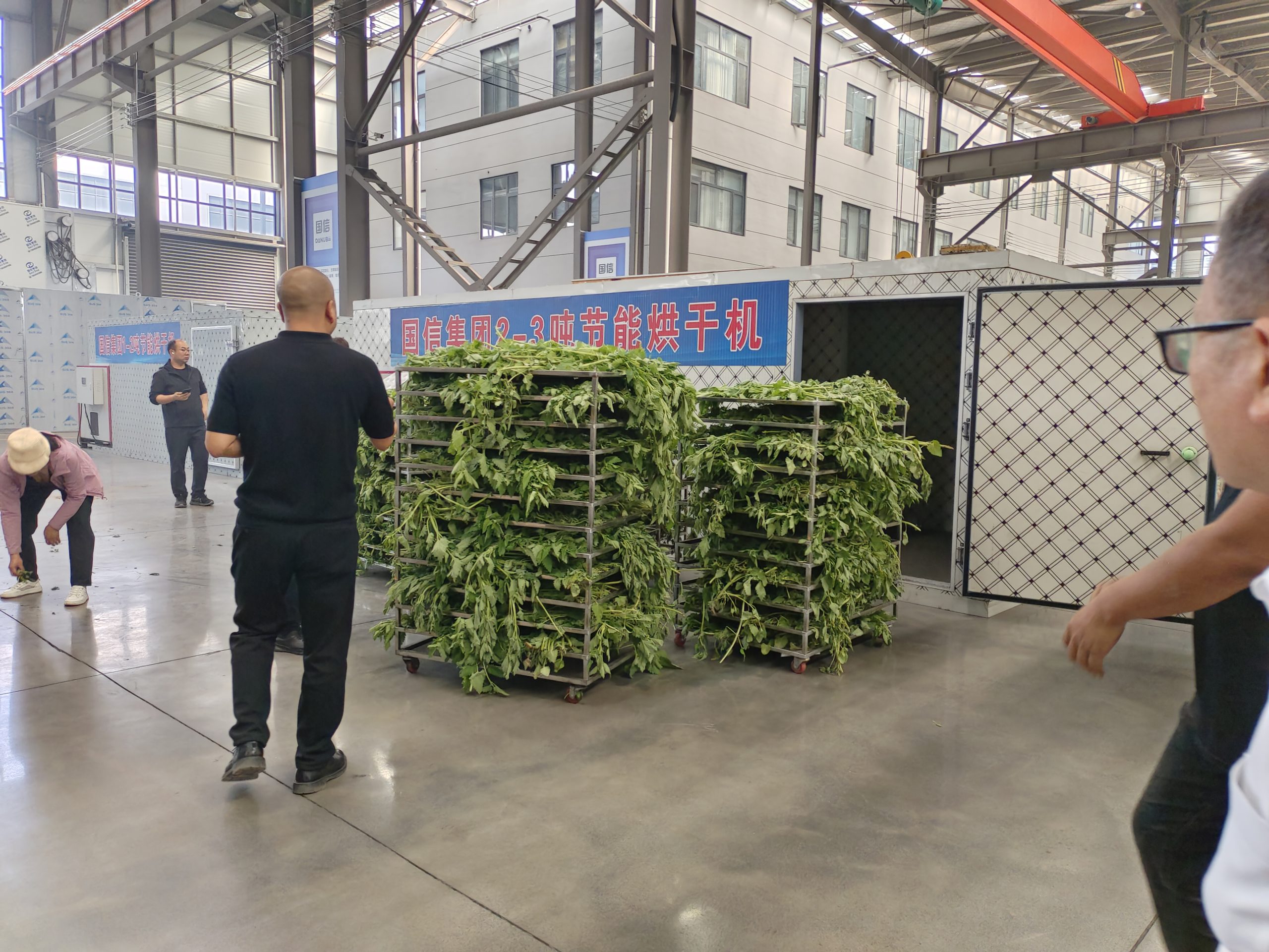 Industrial Mint Dehydration Case Study: Guoxin Group Heat Pump Drying Test