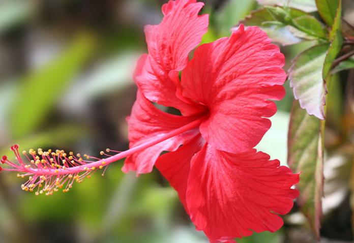 Medicinal Hibiscus Flowers & Calyces Continuous Mesh Belt Drying Processing Lines: Large-Scale Export Solutions