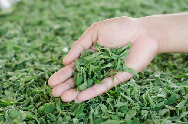 Organic Stevia Leaves Closed-Loop Heat Pump Dehydration Processing Lines: Industrial Glycoside Preservation