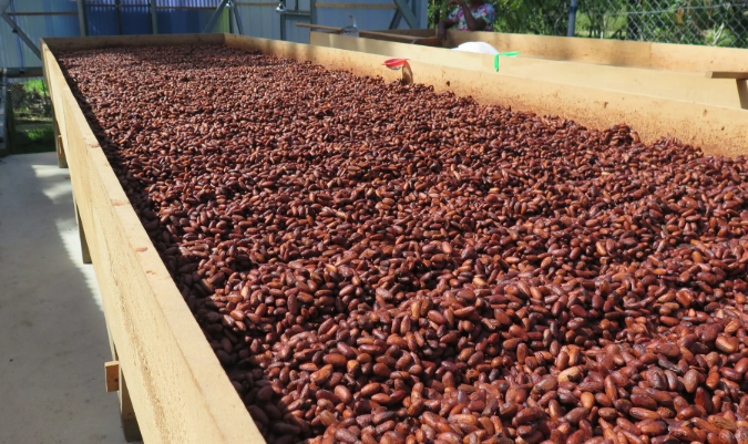 Single-Origin Cocoa Beans Continuous Mesh Belt Roasting & Dehydration Lines: Precision Flavor-Locking Infrastructure