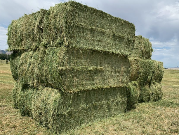 Industrial Alfalfa Forage & Hay Bales Continuous Dehydration Processing Lines: Commercial Nutrient-Locking Infrastructure