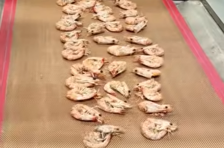 Workshop Trial Report: Industrial Continuous Microwave Dehydration & Sterilization Line for Large Shrimp