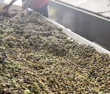 Continuous Mesh Belt Dehydration Line for Bitter Cardamom (Yizhi Fruit)