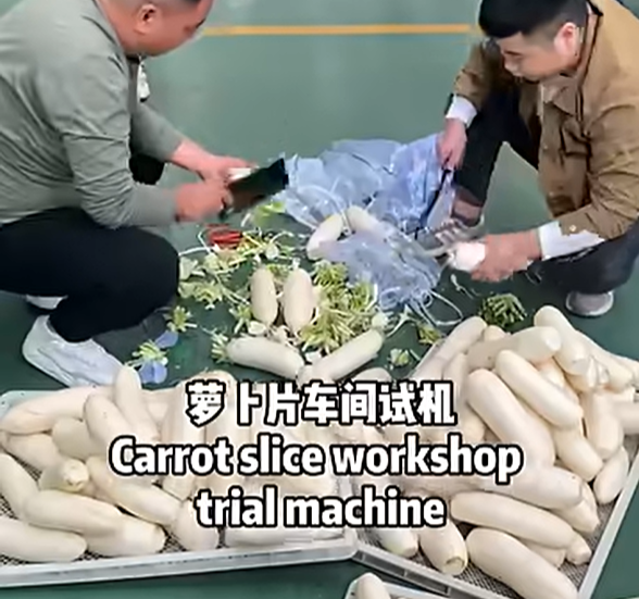 Workshop Trial: Continuous Mesh Belt Dehydration Line for Radish Slices