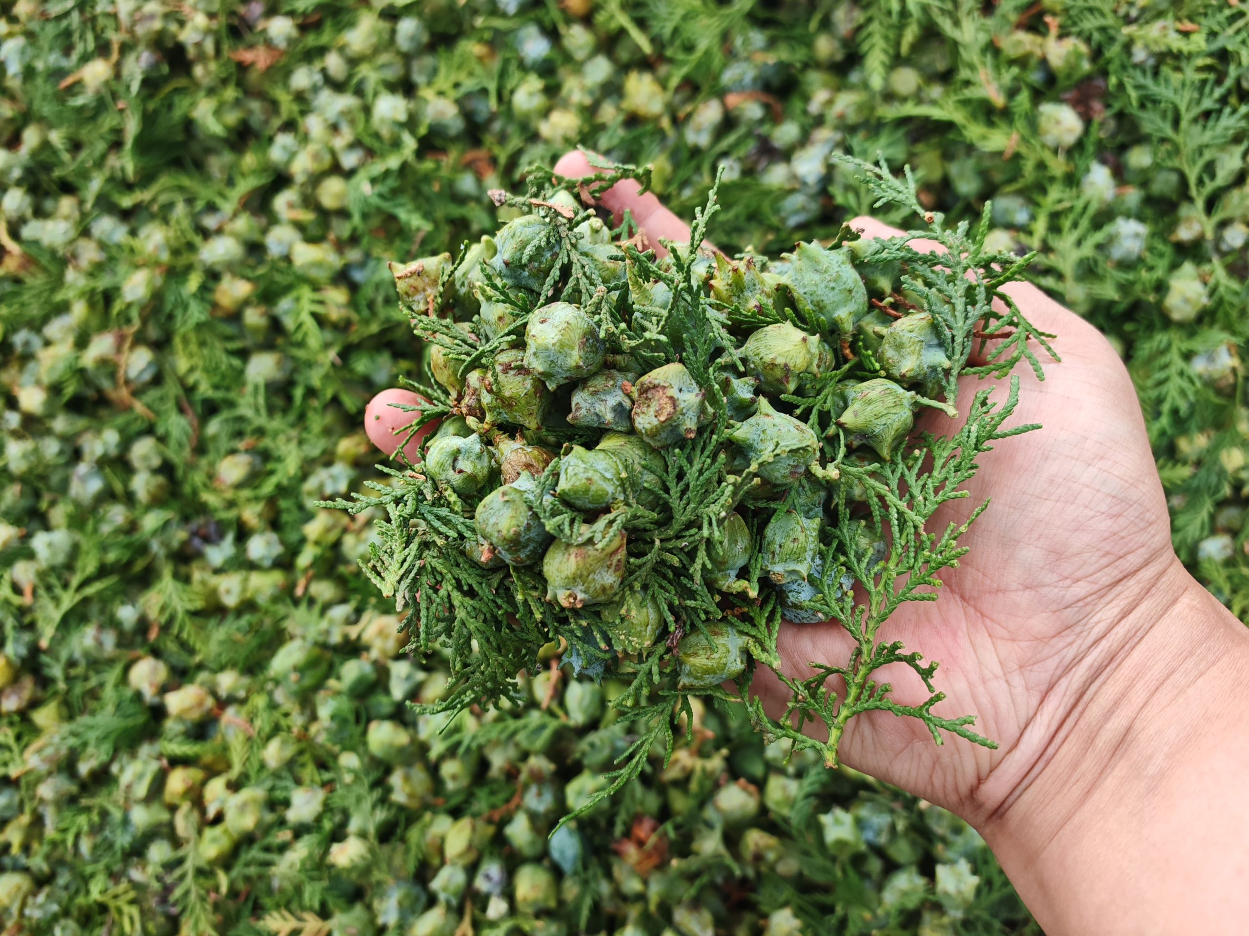 Continuous Mesh Belt Cypress Seed Dryer Machine: On-Site Case Study