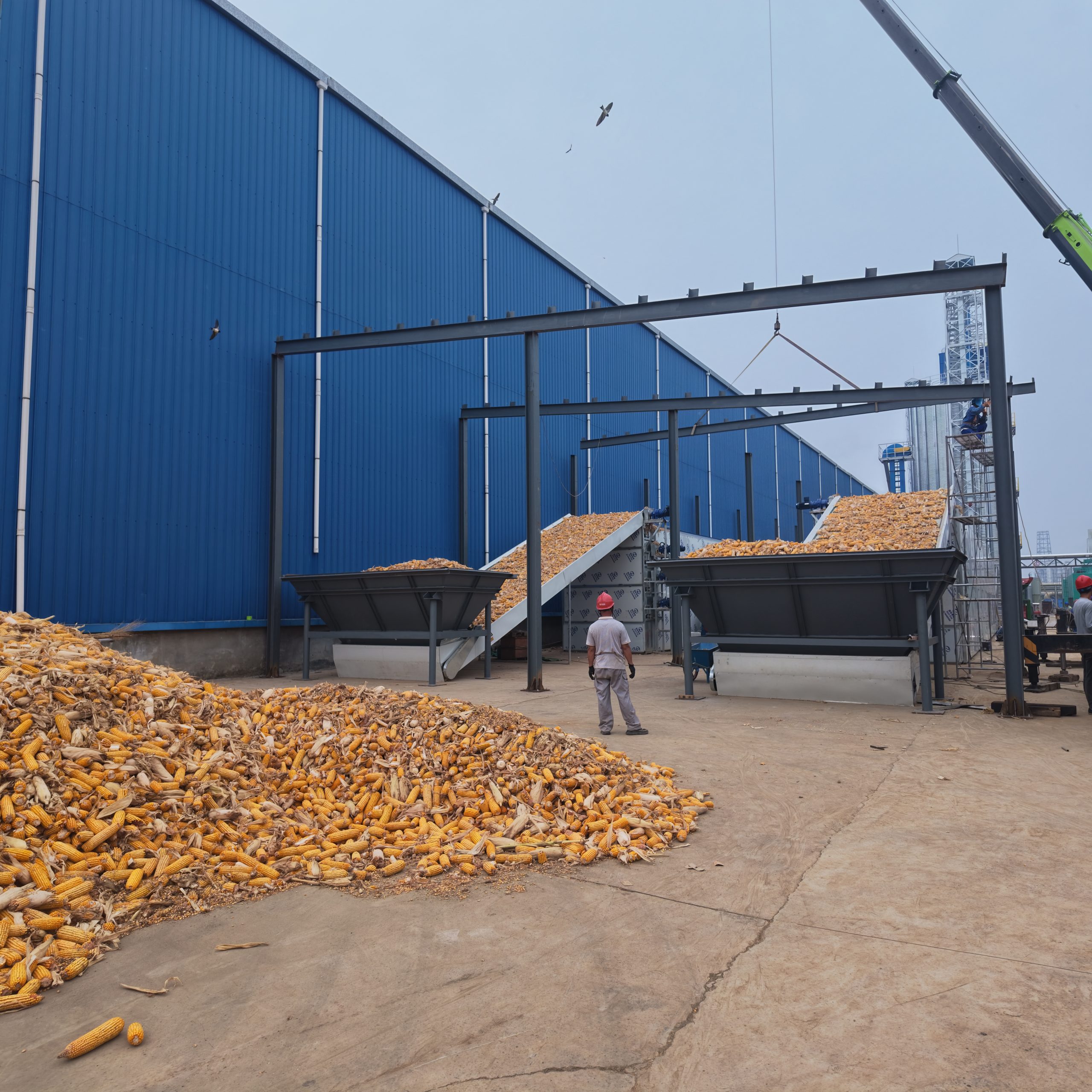 Mesh-Belt Corn Drying Line