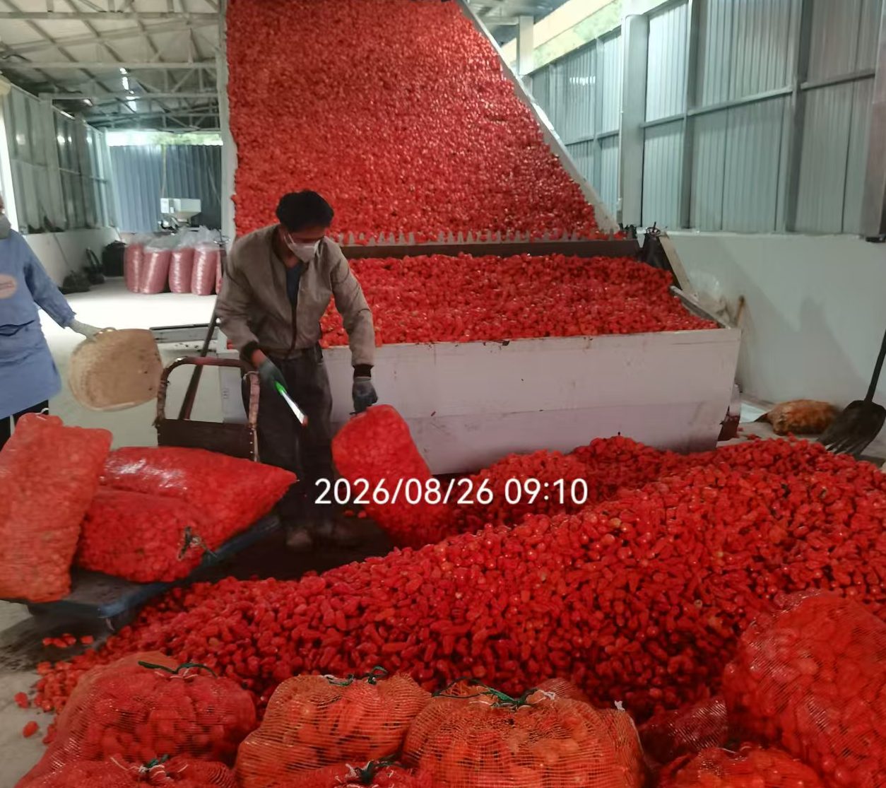 Case Study: Continuous Mesh-Belt Red Chili Drying Line (Yulin, Shaanxi)