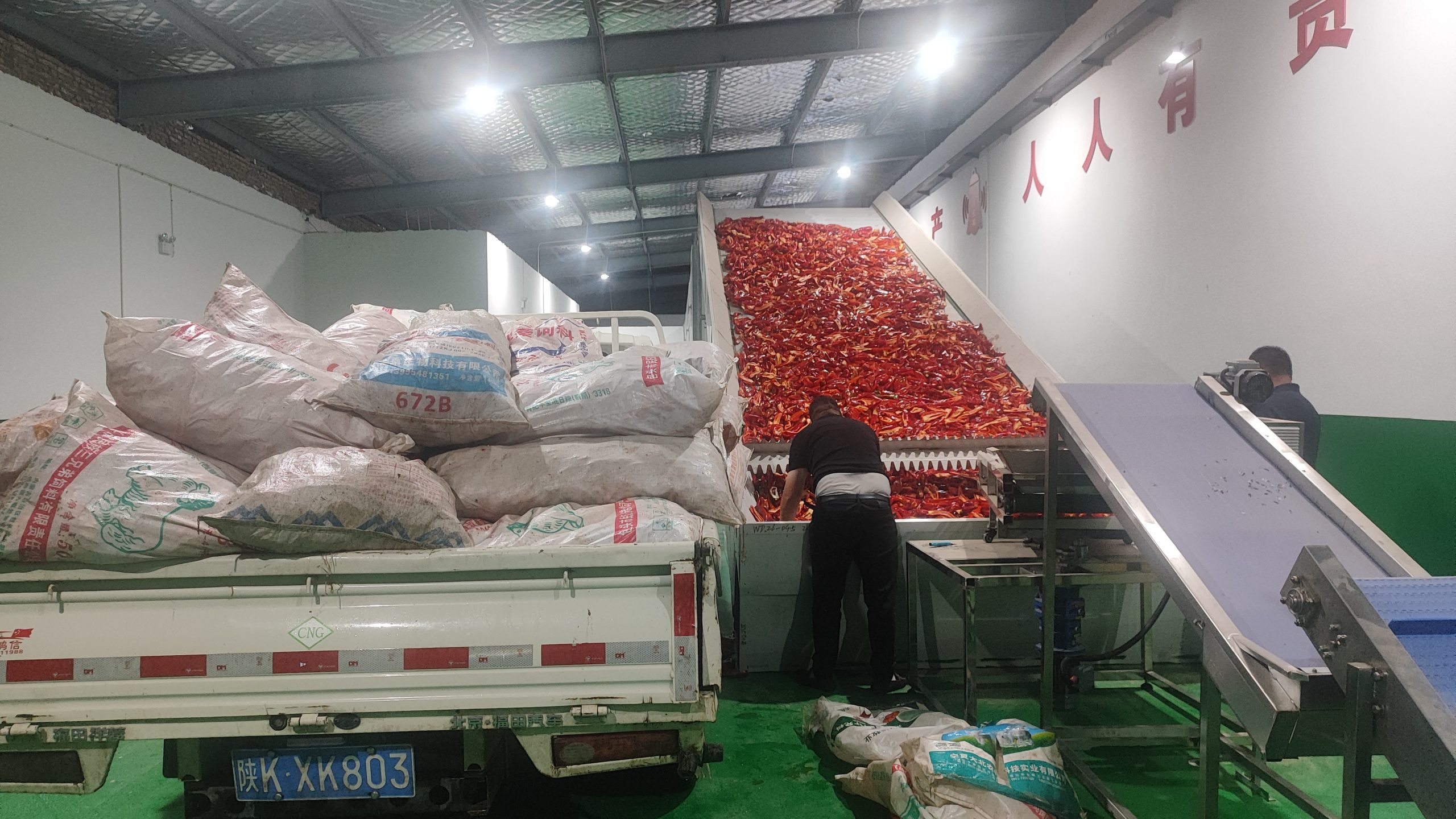 Case Study: High-Capacity Continuous Mesh-Belt Chili Drying Line (Shaoguan, Guangdong)